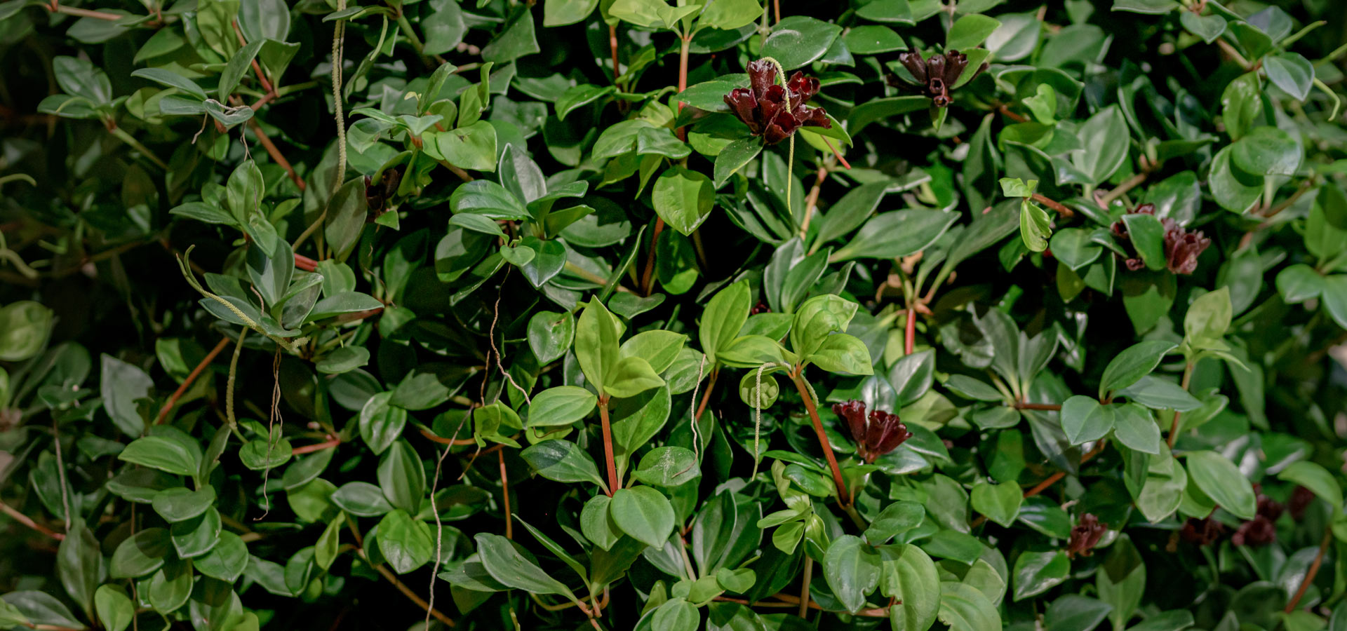 Gartenhof K�sters - Carolus Thermen
